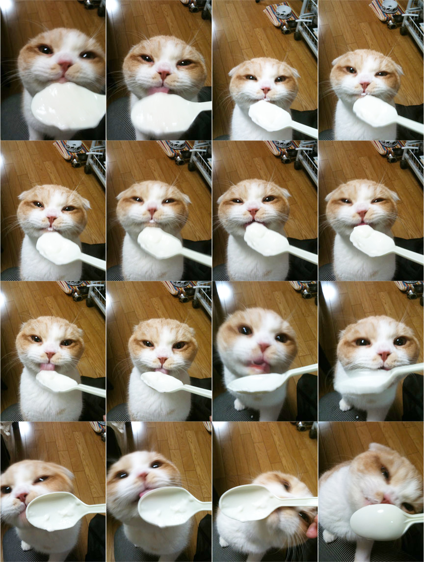 ヨーグルト大好き！